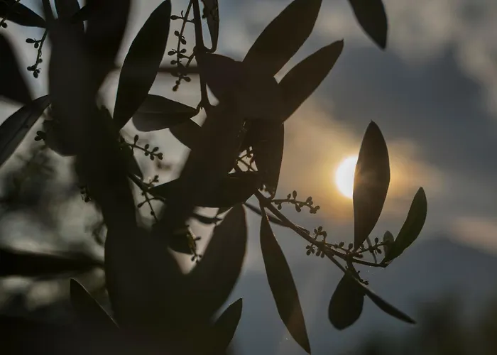 Hotel Andreis Malcesine